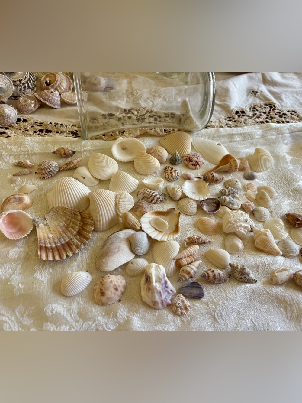 Mixed Natural Gulf Sea Shells - Cream & Tan Tones